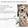 Custom Pet Portrait with Three Pets