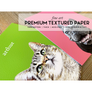 Custom Pet Portrait in Peekaboo with Color Background