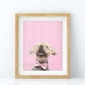 Custom Pet Portrait in Peekaboo with Color Background