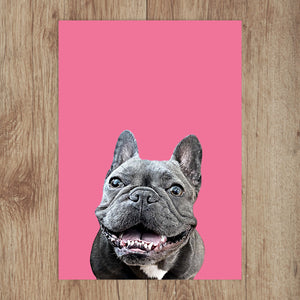 Custom Pet Portrait in Peekaboo with Color Background