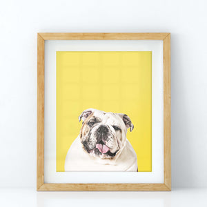 Custom Pet Portrait in Peekaboo with Color Background