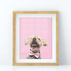Custom Pet Portrait in Peekaboo with Color Background